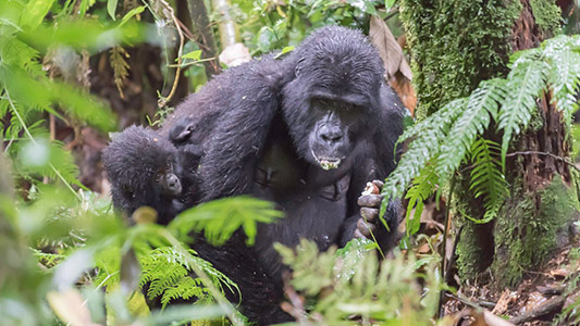 Bwindi-Gorillas