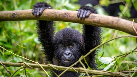 gorilla tour rwanda uganda