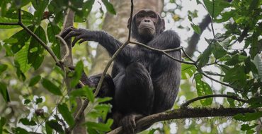 Kibale National Park