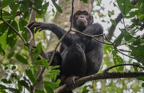 Kibale National Park