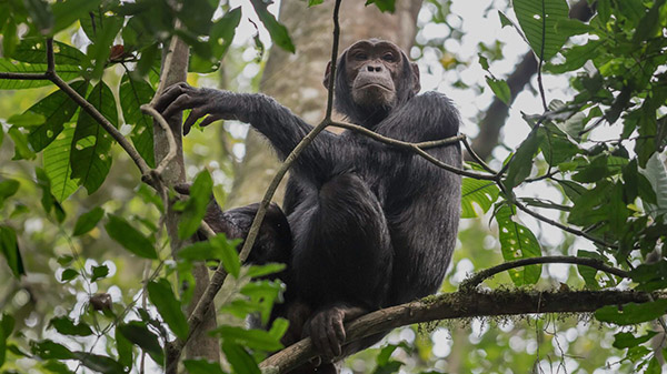 Primates in Uganda