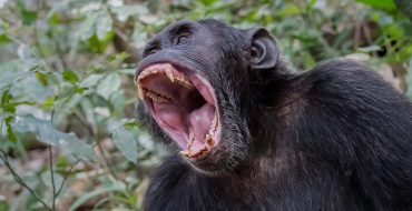 Bwindi Impenetrable National Park