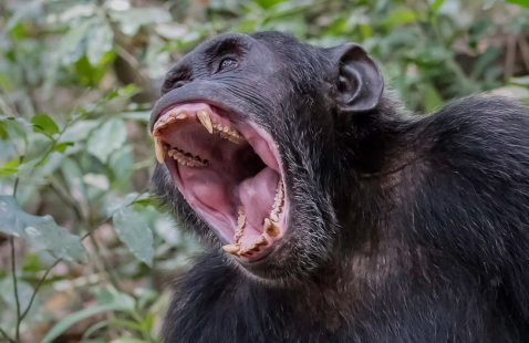 Bwindi Impenetrable National Park