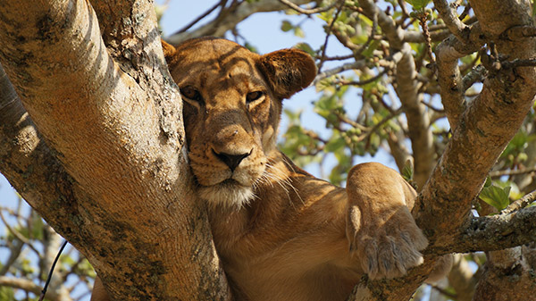 Queen Elizabeth National Park Safari