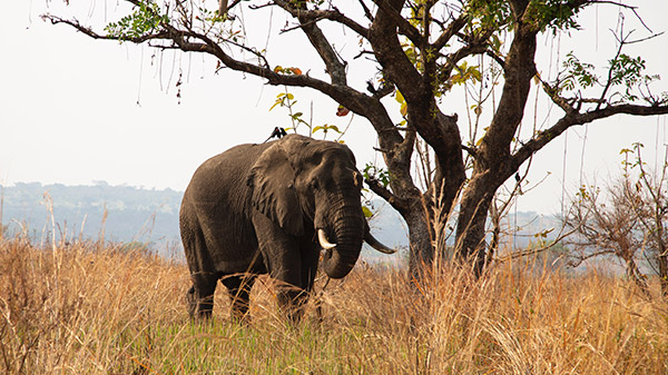 Kidepo Valley National Park Safari