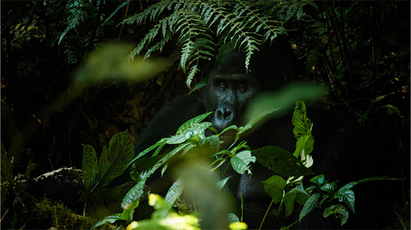 Visit Bwindi Gorilla Forest Uganda