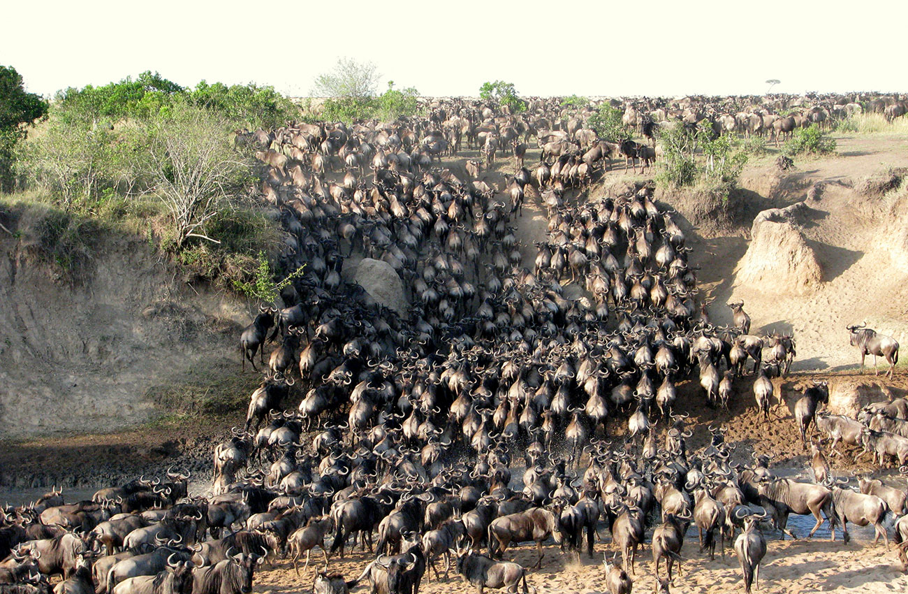 Masai great migration