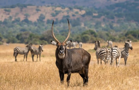 Akagera National Park