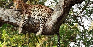 Tsavo National Park