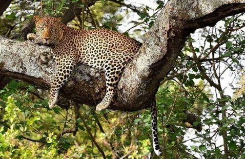 Tsavo National Park