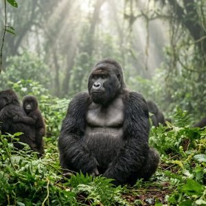 3-Day Bwindi Gorilla Trekking Safari